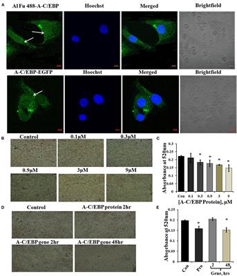 Transient Delivery of A-C/EBP Protein Perturbs Differentiation of 3T3-L1 Cells and Induces Preadipocyte Marker Genes